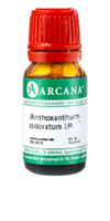 ANTHOXANTHUM odoratum LM 1 Dilution